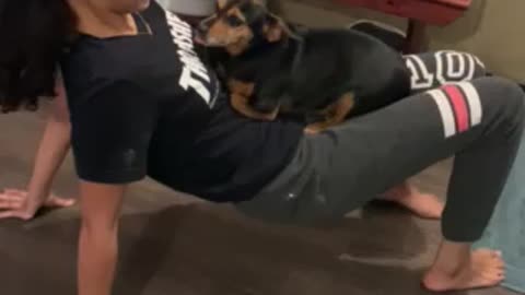 Bella the chiweenie taking a ride.