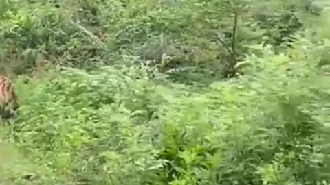 Watch- Terrifying encounter with a tiger on safari #shorts