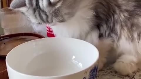 Best Funny cats video