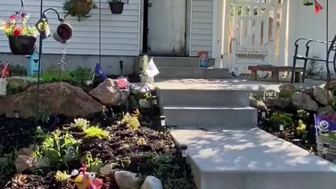 Randy the Dwarf Goat has Zoomies