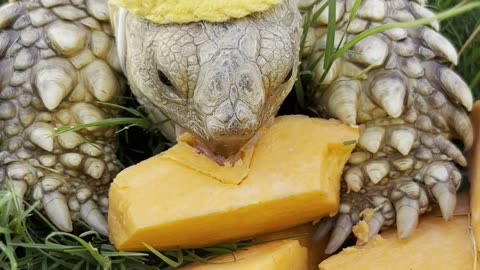 Funny Tortoise in Pineapple Hat Struggles to eat Sweet Potatoes! 🍠🍍