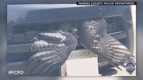 VA: Officer rescues hawk stuck in car grill