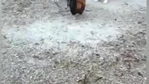 CHICKEN Fight Dog - Funny Video