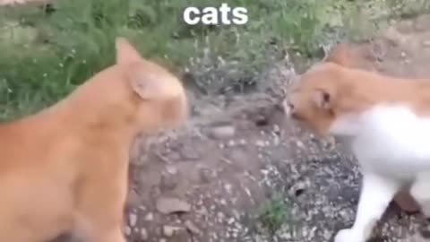 Do you still want cat after this || Funny Cat 😺 #funny