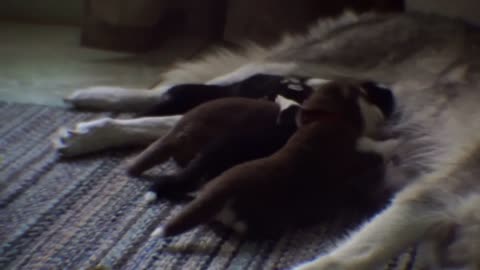 2 week old Husky puppies