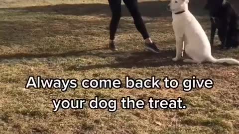 Dog Training Tips Smart Dog Videos | Dogs Funny Video|