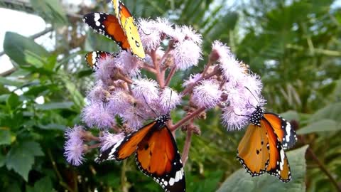 Butterfly species