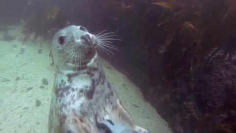 Water doggo likes tummy rubs too!