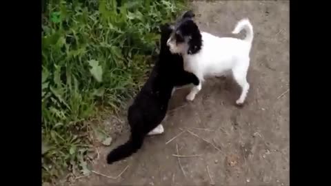 Ultimate Dogs vs Cats Compilation