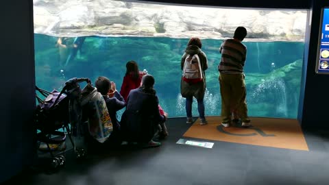 Dolphins, sea animals swimming in marine water tank, underwater life