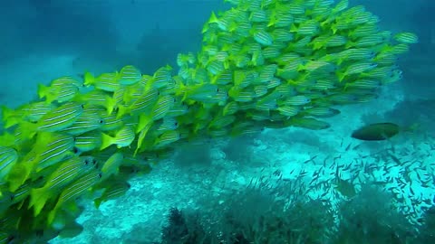 Fish among coral reefs in the deep ocean