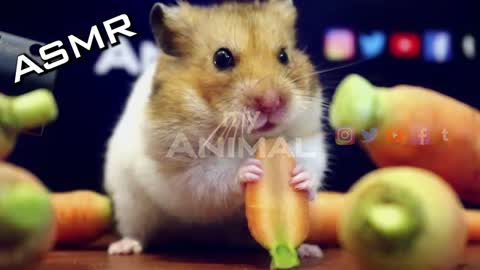 Funny hamster eating carrot