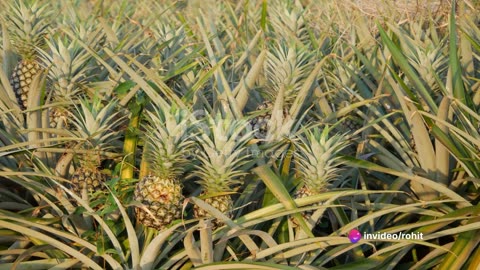 Sweet Success: Kerala's Pineapple Revolution