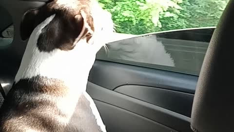 beautiful dog sticking his head out the car window