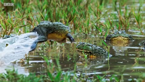 Bullfrog Battle Royale | The Mating Game | BBC Earth