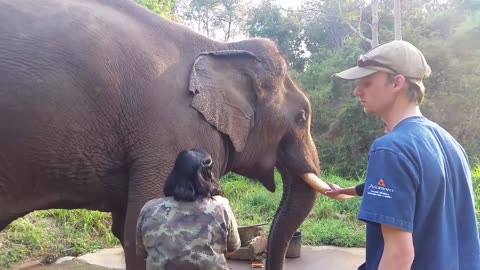 Terrifying Elephant Roar