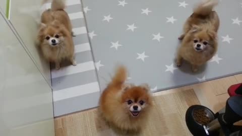 Energetic Pomeranians Can't Stop Wagging Their Tails With Excitement