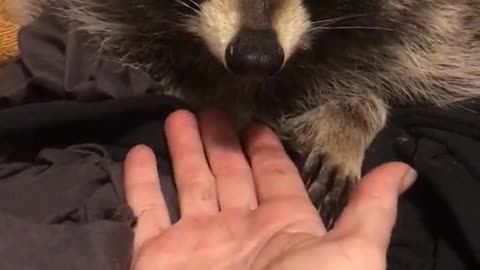 WATCH this Cute Racoon bonding with owner