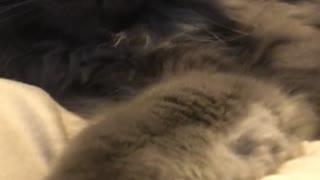 Cat attacks owner when camera is in his face