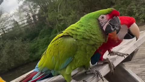 craigfraser93 macaw trio waving 🥰