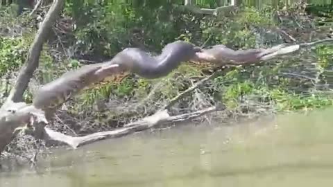 giant snake no rio