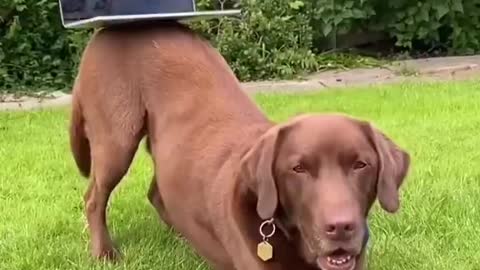 This dog can balance anything on its butt