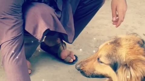 A dog learning handshakes