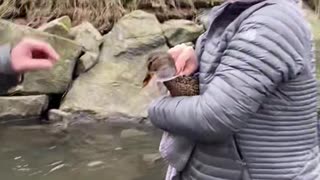 Duck Gets Help From Some Humans