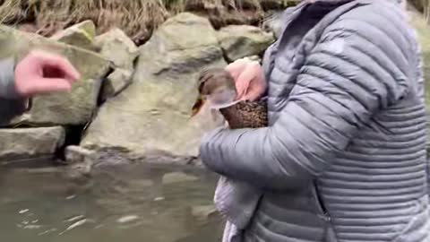 Duck Gets Help From Some Humans