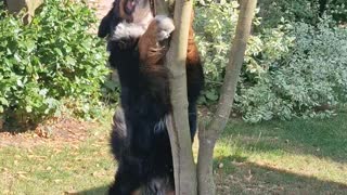 Bernese Mountain Dog is desperate to get to his toy