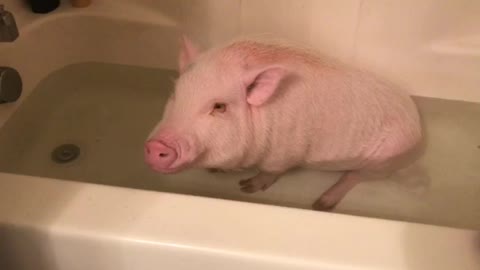 This Adorable Mini Pig Loves Soaking In The Bathtub