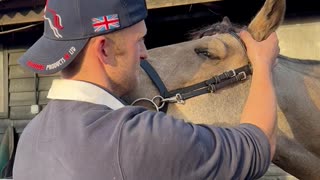 Horse Enjoys a Head Massage