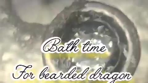 Bearded dragon bath