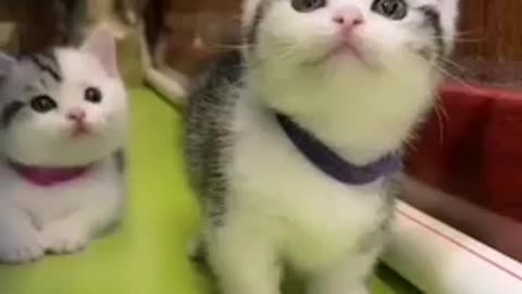 Cute cat and funny videos