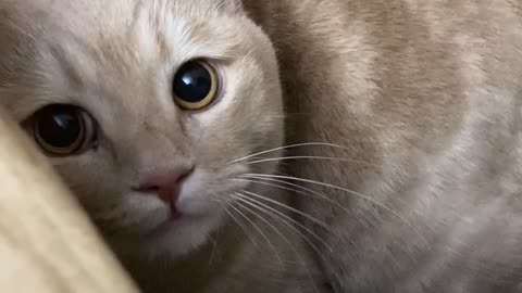 Kitty Sticks His Tongue Out During Playtime