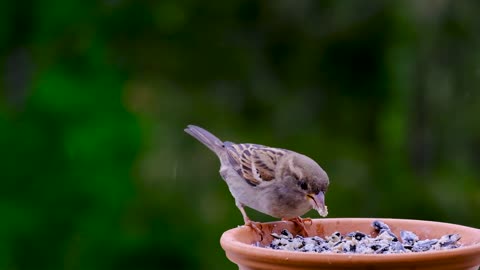 Cute beautiful bird eating food and enjoy
