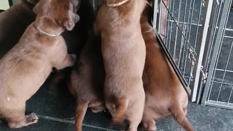 Puppies : through the barricade