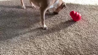 Dog Versus Kong Toy (2)