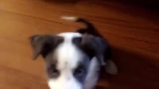 Puppy Fail! and Then That Look...