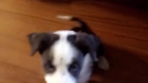 Puppy Fail! and Then That Look...