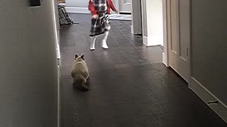 Kitty Plays Game of Tag with Girl