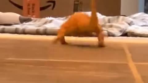 Lizard Slips on the Floor
