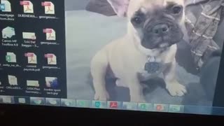 Puppy as computer wallpaper and dog standing behind laptop