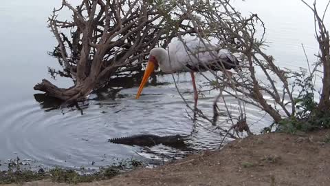 Fearless baby crocodile stalks and scares unsuspecting stork
