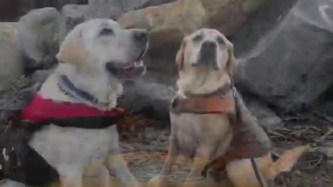 dog shows smooth skills while surfing at beach - surfing bulldog shows off skills in san francisco