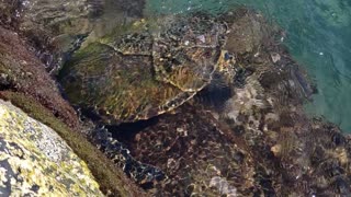 A Little Sea Turtle Feeding 4