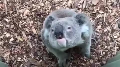 Koala having a conversation 😊