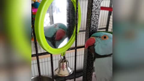 Playful parrot really loves his mirror