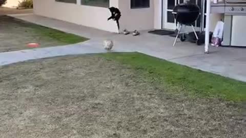 Funny Cat Playing Football ⚽️🐈 - Kitten Play - World Cat 2021🏆