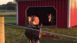 Donkey Morning Braying for Hay